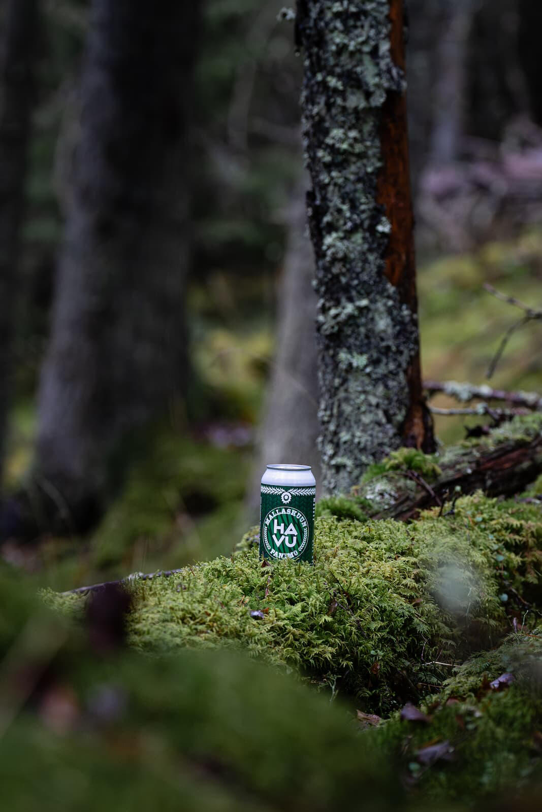 Havu -olut sammalmättäällä havumetsäisessä miljöössä.